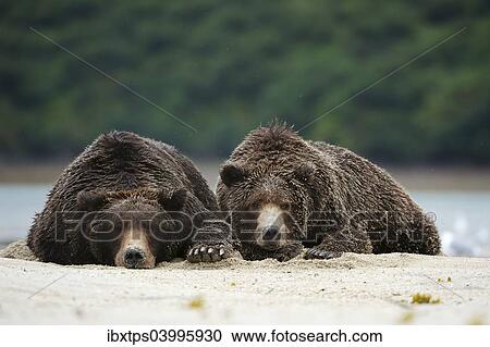 "Two Brown Bears (Ursus arctos) dozing next to each other in the sand, Katmai National Park, Alaska" View Large Photo Image Stock Image - "Two Brown Bears (Ursus arctos) dozing next to each other in the sand, Katmai National Park, Alaska". Fotosearch