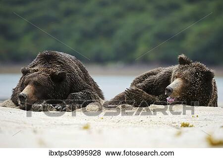 "Two Brown Bears (Ursus arctos) dozing next to each other in the sand, Katmai National Park, Alaska" View Large Photo Image Stock Photo - "Two Brown Bears (Ursus arctos) dozing next to each other in the sand, Katmai National Park, Alaska". Fotosearch