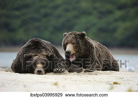 "Two Brown Bears (Ursus arctos) dozing next to each other in the sand, Katmai National Park, Alaska" View Large Photo Image Stock Photo - "Two Brown Bears (Ursus arctos) dozing next to each other in the sand, Katmai National Park, Alaska". Fotosearch