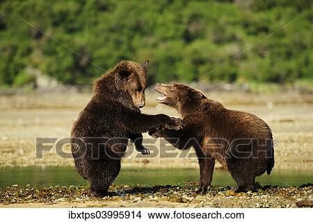 Picture - "Two Brown Bears (Ursus arctos) play-fighting with each other, Katmai National Park, Alaska". Fotosearch