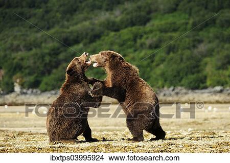 Picture - "Two Brown Bears (Ursus arctos) play-fighting with each other, Katmai National Park, Alaska". Fotosearch