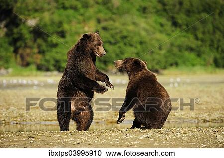 Stock Image - "Two Brown Bears (Ursus arctos) play-fighting with each other, Katmai National Park, Alaska". Fotosearch
