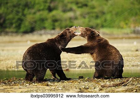 "Two Brown Bears (Ursus arctos) play-fighting with each other, Katmai National Park, Alaska" View Large Photo Image Stock Image - "Two Brown Bears (Ursus arctos) play-fighting with each other, Katmai National Park, Alaska". Fotosearch