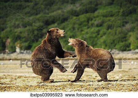 Stock Image - "Two Brown Bears (Ursus arctos) play-fighting with each other, Katmai National Park, Alaska". Fotosearch