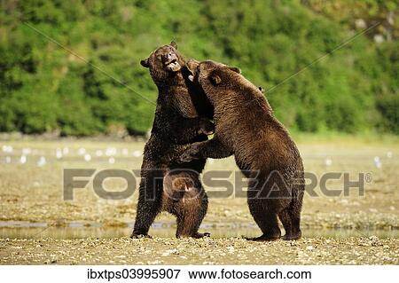 "Two Brown Bears (Ursus arctos) play-fighting with each other, Katmai National Park, Alaska" View Large Photo Image Stock Photo - "Two Brown Bears (Ursus arctos) play-fighting with each other, Katmai National Park, Alaska". Fotosearch