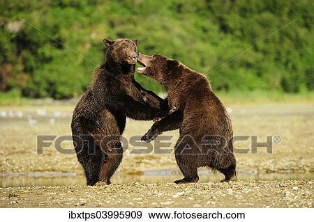 Stock Photo - "Two Brown Bears (Ursus arctos) play-fighting with each other, Katmai National Park, Alaska". Fotosearch