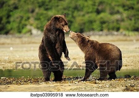 Stock Photo - "Two Brown Bears (Ursus arctos) play-fighting with each other, Katmai National Park, Alaska". Fotosearch