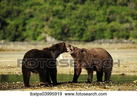 Stock Photo - "Two Brown Bears (Ursus arctos) play-fighting with each other, Katmai National Park, Alaska". Fotosearch