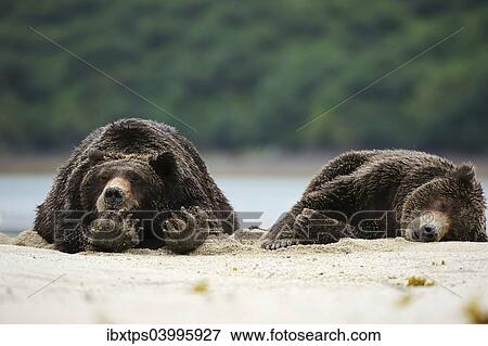 Stock Photo - "Two Brown Bears (Ursus arctos) sleeping next to each other in the sand, Katmai National Park, Alaska". Fotosearch