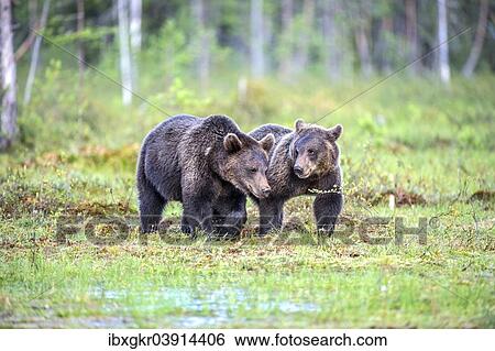 "Two Brown Bears (Ursus arctos), juvenile, Karelia, Finland, Europe" View Large Photo Image Stock Photograph - "Two Brown Bears (Ursus arctos), juvenile, Karelia, Finland, Europe". Fotosearch