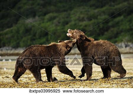 Stock Photography - "Two Brown Bears (Ursus arctos) play-fighting with each other, Katmai National Park, Alaska". Fotosearch
