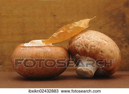 Two brown mushrooms View Large Photo Image Stock Image - Two brown mushrooms. Fotosearch