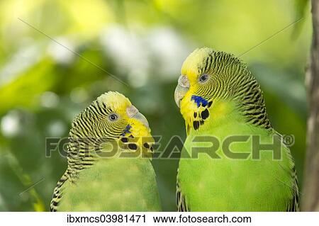 "Two budgerigars (Melopsittacus undulatus), captive, Germany, Europe" View Large Photo Image Stock Image - "Two budgerigars (Melopsittacus undulatus), captive, Germany, Europe". Fotosearch