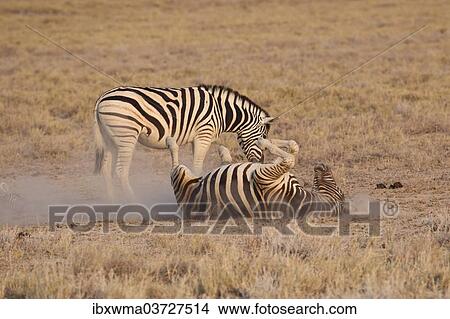 "Two Burchell's zebra (Equus quagga), one wallowing on the ground, Etosha National Park, Namibia, Africa" View Large Photo Image Picture - "Two Burchell's zebra (Equus quagga), one wallowing on the ground, Etosha National Park, Namibia, Africa". Fotosearch