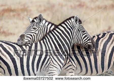 Stock Image - "Two Burchell's zebra (Equus quagga), Etosha National Park, Namibia, Africa". Fotosearch