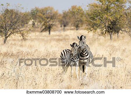 Stock Image - "Two Burchell's Zebras (Equus quagga burchellii), mare with young standing next to each other in the dry scrubland, Etosha National Park, Namibia, Africa". Fotosearch
