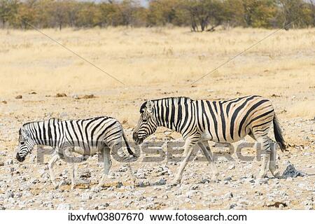 "Two Burchell's Zebras (Equus burchellii) walking through dry steppe, Etosha National Park, Namibia, Africa" View Large Photo Image Stock Image - "Two Burchell's Zebras (Equus burchellii) walking through dry steppe, Etosha National Park, Namibia, Africa". Fotosearch