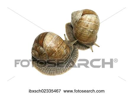 "Two Burgundy snails, Roman snails, edible snails or escargots (Helix pomatia), encounter" View Large Photo Image Stock Photo - "Two Burgundy snails, Roman snails, edible snails or escargots (Helix pomatia), encounter". Fotosearch