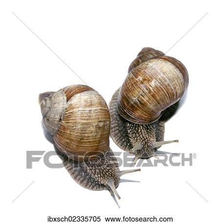 "Two Burgundy snails, Roman snails, edible snails or escargots (Helix pomatia)" View Large Photo Image Stock Photography - "Two Burgundy snails, Roman snails, edible snails or escargots (Helix pomatia)". Fotosearch