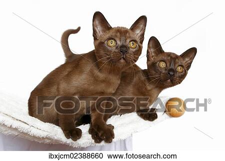 "Two Burmese cats, 10 weeks old" View Large Photo Image Stock Image - "Two Burmese cats, 10 weeks old". Fotosearch