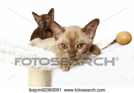 "Two Burmese cats, 10 weeks old" View Large Photo Image Stock Image - "Two Burmese cats, 10 weeks old". Fotosearch