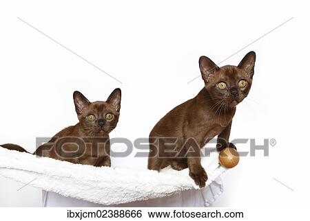 "Two Burmese cats, 10 weeks old" View Large Photo Image Stock Photograph - "Two Burmese cats, 10 weeks old". Fotosearch