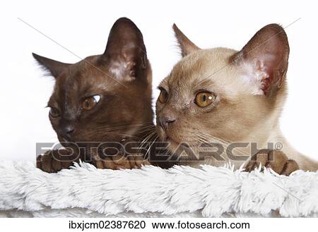"Two Burmese cats, kittens, 10 weeks, portrait" View Large Photo Image Stock Image - "Two Burmese cats, kittens, 10 weeks, portrait". Fotosearch