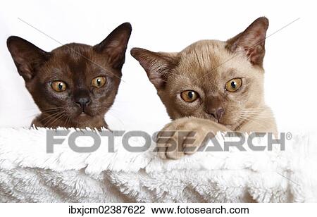 "Two Burmese cats, kittens, 10 weeks, portrait" View Large Photo Image Stock Image - "Two Burmese cats, kittens, 10 weeks, portrait". Fotosearch
