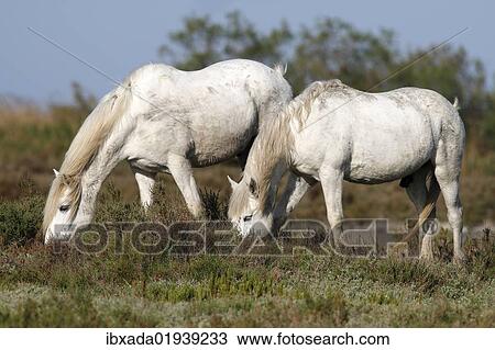 "Two Camargue Horses (Equus caballus) eating in a protected area, Camargue, France, Europe" View Large Photo Image Stock Image - "Two Camargue Horses (Equus caballus) eating in a protected area, Camargue, France, Europe". Fotosearch