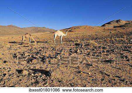 Stock Photograph - "Two camels in volcanic landscape of Atakor, Hoggar, Ahaggar Mountains, Wilaya Tamanrasset, Algeria, Sahara, North Africa, Africa". Fotosearch