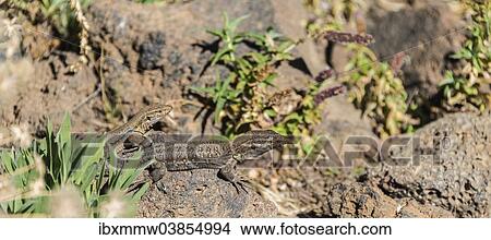 "Two Canaries Lizards (Gallotia galloti) basking on a rock, endemic to the Canaries, Tenerife, Canary Islands, Spain, Europe" View Large Photo Image Picture - "Two Canaries Lizards (Gallotia galloti) basking on a rock, endemic to the Canaries, Tenerife, Canary Islands, Spain, Europe". Fotosearch