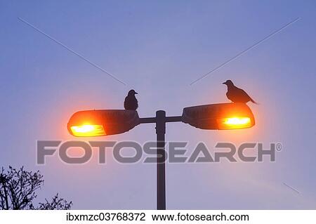 "Two carrion crows (Corvus corone) sitting on a lamp post, Bavaria, Germany, Europe" View Large Photo Image Stock Image - "Two carrion crows (Corvus corone) sitting on a lamp post, Bavaria, Germany, Europe". Fotosearch