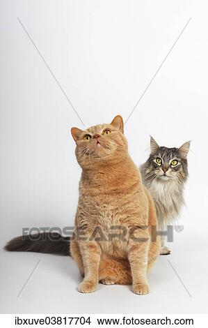 "Two cats, a British Shorthair tomcat with a Maine Coon cat at the back" View Large Photo Image Picture - "Two cats, a British Shorthair tomcat with a Maine Coon cat at the back". Fotosearch
