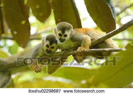 Stock Photo - "Two Central American squirrel monkeys (Saimiri oerstedii), Manuel Antonio National Park, Central Pacific Coast, Costa Rica, South America, North America". Fotosearch