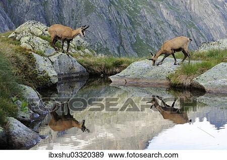 Stock Photo - "Two Chamois (Rupicapra Rupicapra) reflected in a small lake, Canton of Valais, Switzerland, Europe". Fotosearch