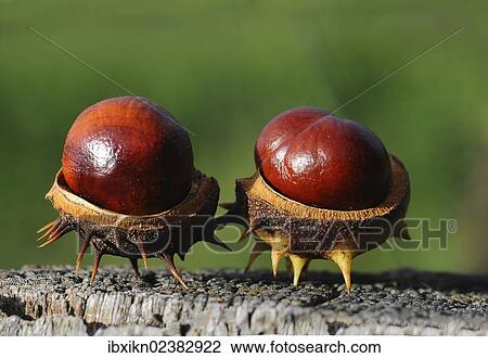 Two chestnuts (Aesculus hippocastanum) View Large Photo Image Stock Image - Two chestnuts (Aesculus hippocastanum). Fotosearch