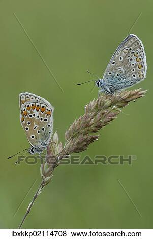 Two Common Blue butterflies (Polyommatus icarus) View Large Photo Image Stock Photo - Two Common Blue butterflies (Polyommatus icarus). Fotosearch
