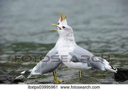 "Two Common Gulls (Larus canus) standing in the water and greeting each other, Katmai National Park, Alaska" View Large Photo Image Stock Image - "Two Common Gulls (Larus canus) standing in the water and greeting each other, Katmai National Park, Alaska". Fotosearch