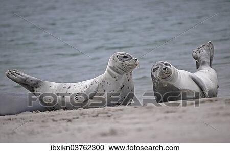 "Two Common Seals (Phoca vitulina) on the beach, Dune island, Helgoland, Schleswig-Holstein, Germany, Europe" View Large Photo Image Stock Image - "Two Common Seals (Phoca vitulina) on the beach, Dune island, Helgoland, Schleswig-Holstein, Germany, Europe". Fotosearch