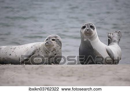 Stock Image - "Two Common Seals (Phoca vitulina) on the beach, Dune island, Helgoland, Schleswig-Holstein, Germany, Europe". Fotosearch