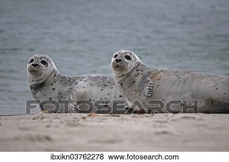 Stock Photo - "Two Common Seals (Phoca vitulina) on the beach, Dune island, Helgoland, Schleswig-Holstein, Germany, Europe". Fotosearch