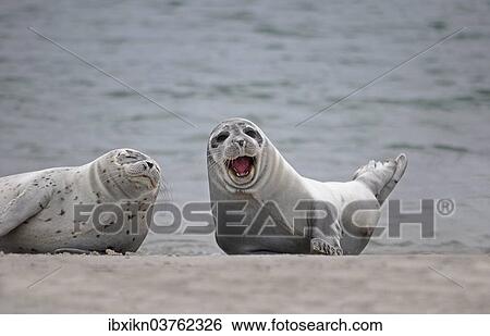 "Two Common Seals (Phoca vitulina) on the beach, one with an open mouth, Dune island, Helgoland, Schleswig-Holstein, Germany, Europe" View Large Photo Image Stock Photograph - "Two Common Seals (Phoca vitulina) on the beach, one with an open mouth, Dune island, Helgoland, Schleswig-Holstein, Germany, Europe". Fotosearch