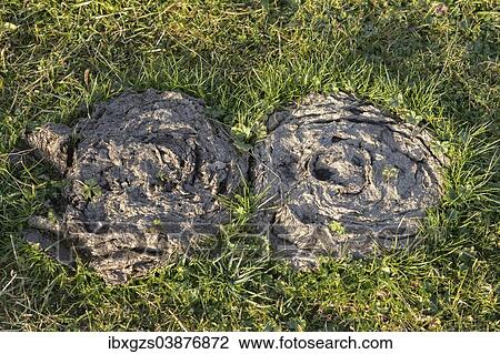 Two cowpats on meadow View Large Photo Image Stock Image - Two cowpats on meadow. Fotosearch