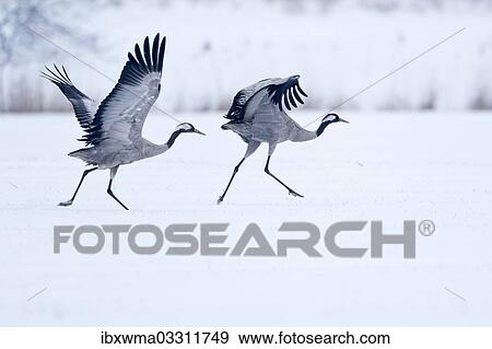 "Two cranes (Grus grus) on a snow-covered field before taking off, North Hesse, Hesse, Germany, Europe" View Large Photo Image Stock Photo - "Two cranes (Grus grus) on a snow-covered field before taking off, North Hesse, Hesse, Germany, Europe". Fotosearch