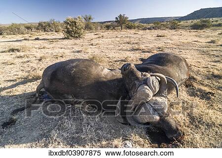 "Two dead African Buffalos or Cape Buffalos (Syncerus caffer), with broken necks after a fight, Mountain Zebra National Park, Eastern Cape, South Africa, Africa" View Large Photo Image Stock Photography - "Two dead African Buffalos or Cape Buffalos (Syncerus caffer), with broken necks after a fight, Mountain Zebra National Park, Eastern Cape, South Africa, Africa". Fotosearch