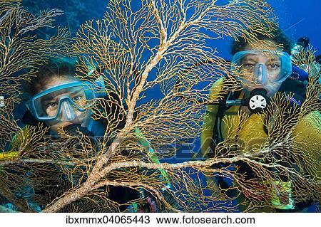 "Two divers behind Fan Coral (Melithaea sp. ), Palau, Oceania" View Large Photo Image Stock Image - "Two divers behind Fan Coral (Melithaea sp. ), Palau, Oceania". Fotosearch