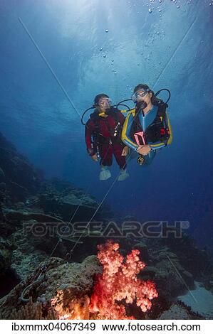 "Two divers on a reef hook in open water, Palau, Oceania" View Large Photo Image Stock Photo - "Two divers on a reef hook in open water, Palau, Oceania". Fotosearch