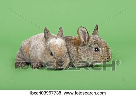 Stock Photo - Two Domestic Rabbits (Oryctolagus cuniculus forma domestica). Fotosearch