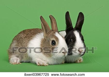 Two Dutch rabbits View Large Photo Image Stock Photography - Two Dutch rabbits. Fotosearch