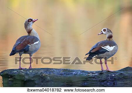 "Two Egyptian Geese (Alopochen aegyptiacus) on a log in the water, Hesse, Germany, Europe" View Large Photo Image Stock Image - "Two Egyptian Geese (Alopochen aegyptiacus) on a log in the water, Hesse, Germany, Europe". Fotosearch
